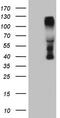 C-terminal-binding protein 2 antibody, TA807903S, Origene, Western Blot image 