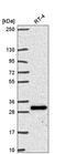 Coiled-Coil-Helix-Coiled-Coil-Helix Domain Containing 6 antibody, HPA051975, Atlas Antibodies, Western Blot image 