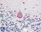 Homeobox A10 antibody, LS-B10575, Lifespan Biosciences, Immunohistochemistry frozen image 