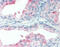 Lysosomal Associated Membrane Protein 2 antibody, 49-019, ProSci, Immunohistochemistry paraffin image 