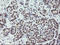 Zinc Finger BED-Type Containing 1 antibody, LS-C787380, Lifespan Biosciences, Immunohistochemistry frozen image 