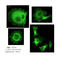 Neural Precursor Cell Expressed, Developmentally Down-Regulated 9 antibody, IQ297, Immuquest, Immunofluorescence image 