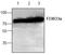 FOXO3A antibody, AP00319PU-N, Origene, Western Blot image 