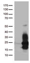 Heparin Binding EGF Like Growth Factor antibody, TA812465, Origene, Western Blot image 