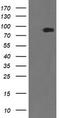 Zinc Finger BED-Type Containing 1 antibody, TA505040, Origene, Western Blot image 
