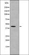 Dual Specificity Phosphatase 6 antibody, orb335954, Biorbyt, Western Blot image 