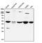 Cholesterol 7-alpha-monooxygenase antibody, RP1079, Boster Biological Technology, Western Blot image 