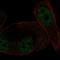 Mineralocorticoid receptor antibody, HPA074979, Atlas Antibodies, Immunofluorescence image 