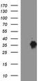CD326 / EpCAM antibody, TA506641AM, Origene, Western Blot image 
