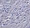 Synaptopodin antibody, GTX85140, GeneTex, Immunohistochemistry paraffin image 