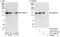 LRR Binding FLII Interacting Protein 1 antibody, A303-078A, Bethyl Labs, Western Blot image 