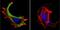 Hspa1 antibody, NB120-2788, Novus Biologicals, Immunofluorescence image 