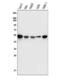 Probable alpha-ketoglutarate-dependent dioxygenase ABH5 antibody, A03360, Boster Biological Technology, Western Blot image 