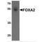 HNF-3B antibody, MBS153587, MyBioSource, Western Blot image 
