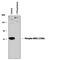 Mitogen-Activated Protein Kinase Kinase 1 antibody, PPS076, R&D Systems, Western Blot image 