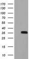 Glyoxylate reductase/hydroxypyruvate reductase antibody, TA502088, Origene, Western Blot image 