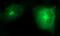 Secretory Carrier Membrane Protein 2 antibody, MA5-26297, Invitrogen Antibodies, Immunocytochemistry image 