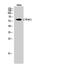 Leukotriene-B(4) omega-hydroxylase 1 antibody, A01737, Boster Biological Technology, Western Blot image 