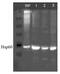 Heat Shock Protein Family D (Hsp60) Member 1 antibody, LS-C229458, Lifespan Biosciences, Western Blot image 