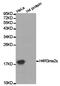 Histone Cluster 3 H3 antibody, MBS9403488, MyBioSource, Western Blot image 