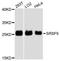 Serine/arginine-rich splicing factor 9 antibody, A13265, ABclonal Technology, Western Blot image 