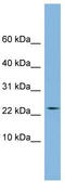 Peptidylprolyl Isomerase Like 3 antibody, TA339878, Origene, Western Blot image 