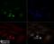 Survivin antibody, NBP2-59503, Novus Biologicals, Immunofluorescence image 