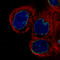 Lamin B1 antibody, AMAb91251, Atlas Antibodies, Immunocytochemistry image 