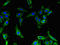 Microtubule Associated Protein 1 Light Chain 3 Beta 2 antibody, orb45966, Biorbyt, Immunofluorescence image 