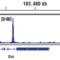 Nanog Homeobox antibody, 8822S, Cell Signaling Technology, Chromatin Immunoprecipitation image 
