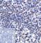 CD276 Molecule antibody, RF16093, ProSci, Immunohistochemistry paraffin image 