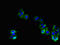 Tenomodulin antibody, orb400936, Biorbyt, Immunocytochemistry image 