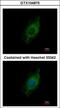 KIF5A antibody, GTX104875, GeneTex, Immunofluorescence image 