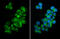 Peroxisomal biogenesis factor 19 antibody, GTX628892, GeneTex, Immunocytochemistry image 