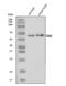 Fatty Acid Amide Hydrolase antibody, A00801-2, Boster Biological Technology, Western Blot image 