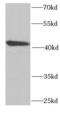 LIM Zinc Finger Domain Containing 1 antibody, FNab04782, FineTest, Western Blot image 