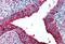 Sialyl Lewis X antibody, MBS245171, MyBioSource, Immunohistochemistry frozen image 