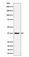 Mitochondrial Ribosomal Protein S31 antibody, M13714, Boster Biological Technology, Western Blot image 