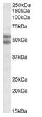 BCL2 Associated Athanogene 5 antibody, AP31064PU-N, Origene, Western Blot image 