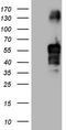 Migfilin antibody, LS-C340224, Lifespan Biosciences, Western Blot image 