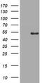 DNA topoisomerase 2-alpha antibody, TA802514BM, Origene, Western Blot image 