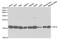 Eukaryotic translation initiation factor 5A-1 antibody, orb167152, Biorbyt, Western Blot image 