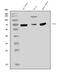 P21 (RAC1) Activated Kinase 1 antibody, A00454-1, Boster Biological Technology, Western Blot image 