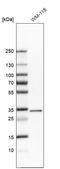 Mgl2 antibody, HPA011348, Atlas Antibodies, Western Blot image 