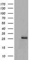 Mitochondrial Ribosomal Protein S34 antibody, LS-C174233, Lifespan Biosciences, Western Blot image 