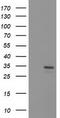 Haloacid Dehalogenase Like Hydrolase Domain Containing 2 antibody, TA502882, Origene, Western Blot image 