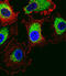 Pituitary Tumor-Transforming 2 antibody, A15119, Boster Biological Technology, Immunofluorescence image 