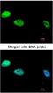 DNA polymerase delta catalytic subunit antibody, NBP1-31541, Novus Biologicals, Immunocytochemistry image 
