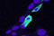 GRB2-associated-binding protein 2 antibody, 45-645, ProSci, Enzyme Linked Immunosorbent Assay image 