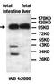 Aminoadipate-Semialdehyde Synthase antibody, orb77460, Biorbyt, Western Blot image 